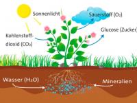 Erklärgrafik Photosynthese
