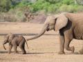 Elefanten-Quiz
