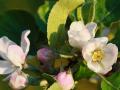 Immer im Frühling ist es soweit: An den Bäumen regt sich wieder Leben, sie bekommen Knospen. Daraus werden dann Blätter und Blüten. Apfelblüten im Frühling