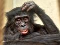 Bonobos sind unsere nächsten Verwandten Affen Menschenaffen