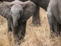 Elephantenbaby in der Savanne Elephantenbaby in der Savanne