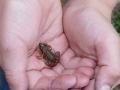Naturschutz: Minifrosch in Kinderhand