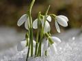 Schneeglöckchen blühen schon im Februar. Schneeglöckchen im Schnee