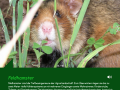 Tierstimmen online